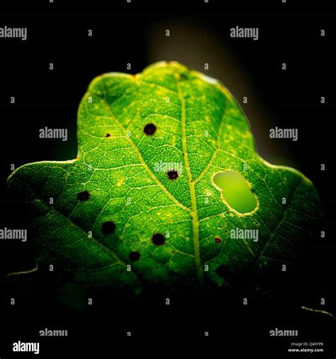 Fungal leaf spot hi-res stock photography and images - Alamy