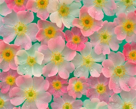 japan flowers | Blooming flower garden, Blooming flowers, Flower wallpaper