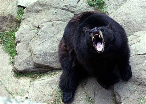 Growling Bear Stock Photos, Pictures & Royalty-Free Images - iStock