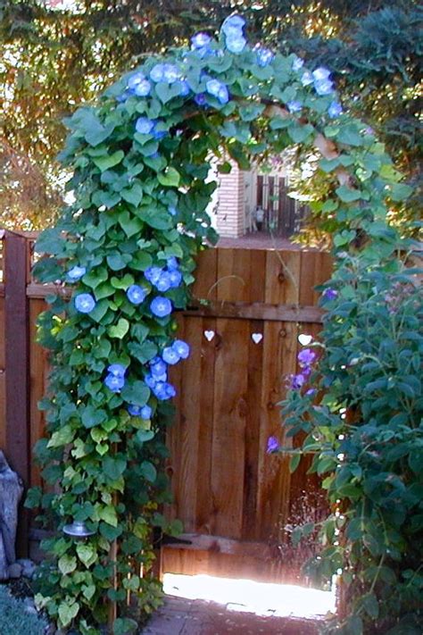 Morning Glory on Trellis | Garden Vines, Climbing Plants