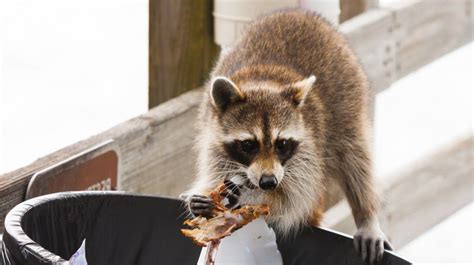 How To Get Rid of Raccoons [Infographic] in 2022 | Raccoon repellent ...