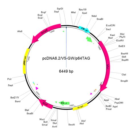 Plasmid Map Creation and Annotation | DNASTAR