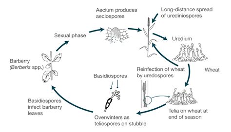 Describe the Life Cycle of Wheat Rust