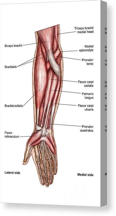 Forearm Anatomy | ubicaciondepersonas.cdmx.gob.mx