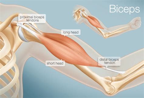 The Biceps (Human Anatomy): Function, Diagram, Conditions, & More