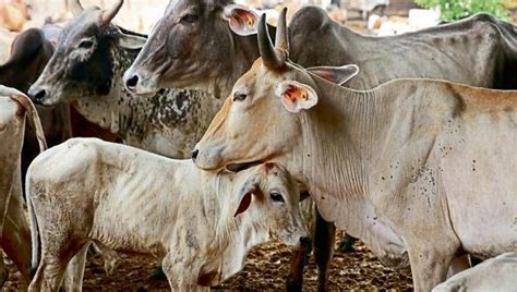 Now, undergraduate students in Haryana to learn ‘why cow is called the mother’ - india news ...