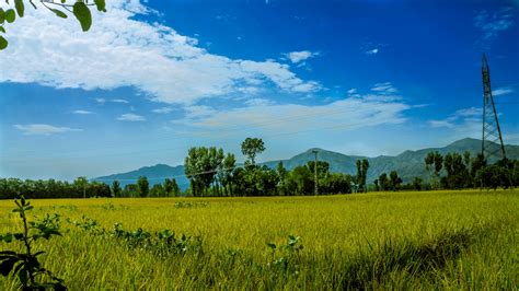 Green Rice Field Surrounded by Trees Under Clear Blue Sky · Free Stock Photo