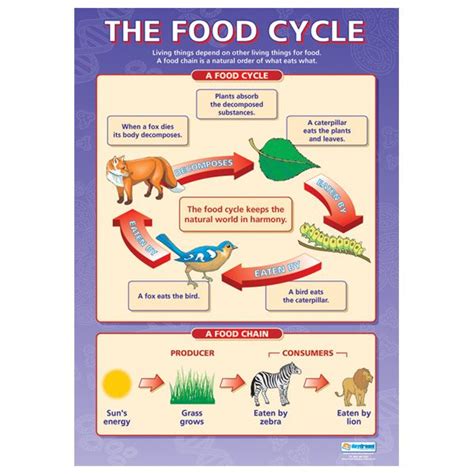 The Food Cycle | Biology lessons, Gcse science, Science biology