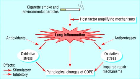 Emphysema Pathophysiology