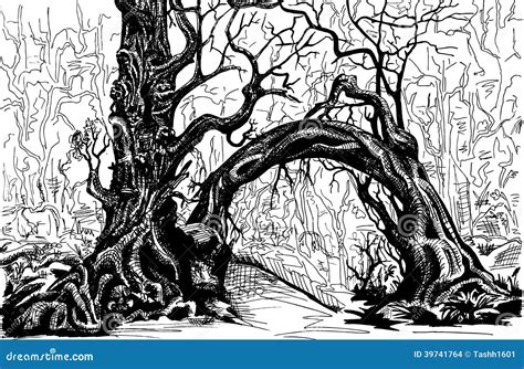 Thicket stock illustration. Illustration of park, plants - 39741764