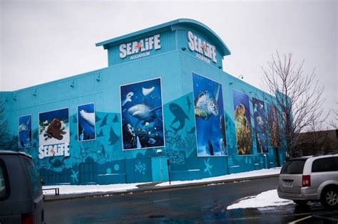 Sea Life Michigan aquarium: What you need to know - mlive.com