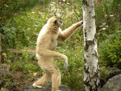 White Handed Gibbon Habitat, Facts, Behavior, Diet