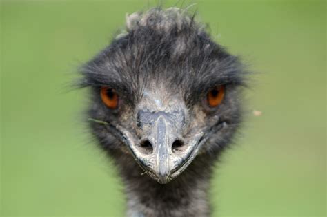 Emu: 11 Facts About Australia's National Bird