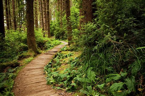 Hiking Trail Through The Redwoods Photograph by Andipantz - Fine Art ...