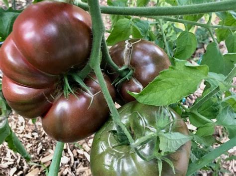 How to Grow 'Cherokee Purple' Tomatoes: A Complete Guide