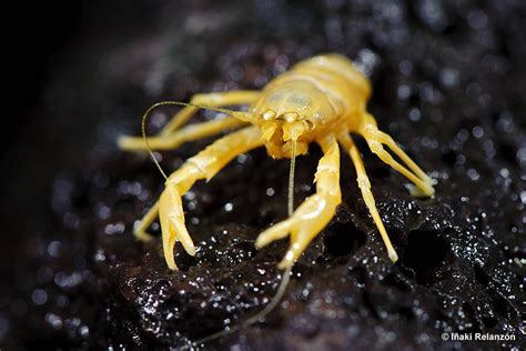 Unusual Animal of the Day: Blind Albino Cave Crab