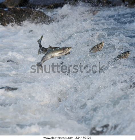 Jumping Salmon River Alaska Stock Photo 334480121 | Shutterstock