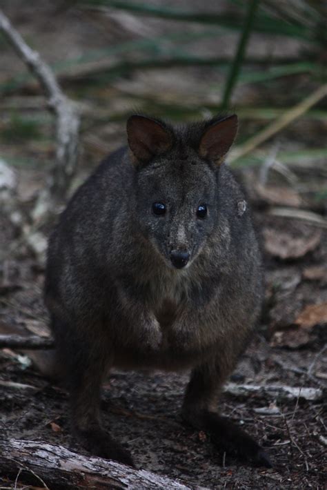 Tasmanian Pademelon | Tasmanian (Rufous Bellied) Pademelon -… | Flickr