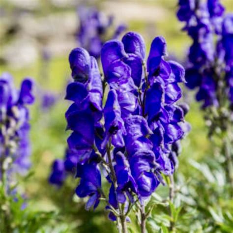 Aconitum napellus