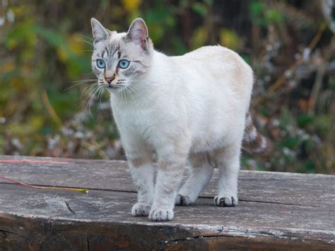 Ojos Azules Cat Breed - Info, Characteristics & Temperament