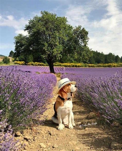 Out in the lavender fields | Beagle puppy, Beagle dog, Cute beagles