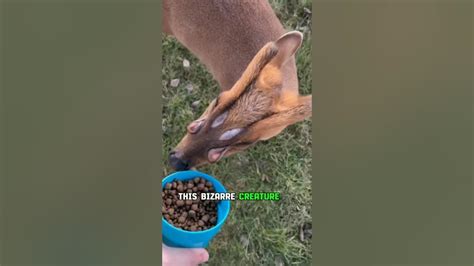 Bizarre Scent Glands of Muntjac Deer - YouTube