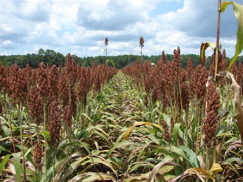 National Sorghum Producers Yield and Management Contest (Video ...