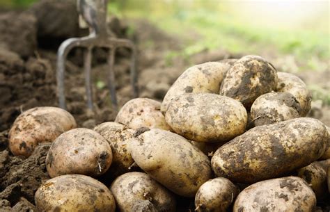 Why are Potatoes Called "Spuds"?