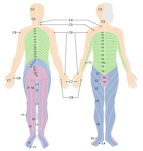 Printable Cervical Dermatome Map - Printable JD