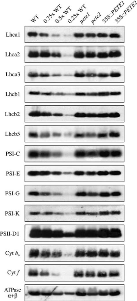 Protein Composition of Thylakoid Membranes. Thylakoid proteins obtained... | Download Scientific ...