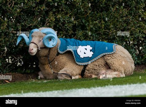 Collegiate football mascot hi-res stock photography and images - Alamy