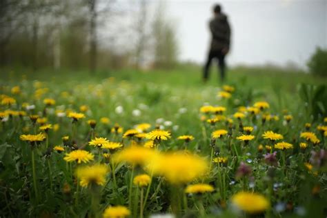 Best Dandelion Killer that Won't Kill the Grass - Lawn Gone Wild