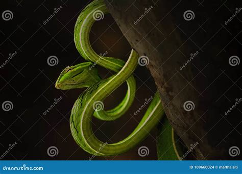 Snakes attack the prey stock photo. Image of waterrasis - 109660024