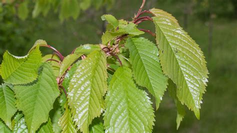 Wild cherry (Prunus avium) - British Trees - Woodland Trust