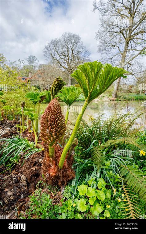 Gunnera manicata, Brazilian giant rhubarb, with flower spike and a new leaf growing by a lake in ...