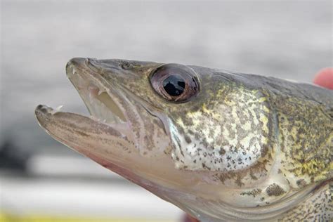 Upper Red Lake walleye regulations continue for winter season