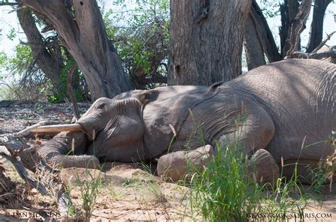 The Desert Elephants of Namibia | Grass Track Safaris