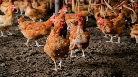 Kenya’s Nandi County trains poultry farmers to enhance production | Food Business Africa ...