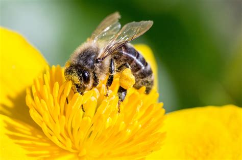 Pollinating Bee Free Stock Photo - Public Domain Pictures