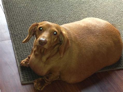 Dennis the dog: Obese dachshund loses 75% of his bodyweight | The Independent