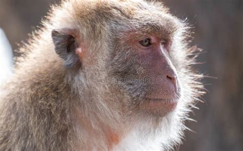 The Behavior of Monkeys Every Day Varies. Stock Photo - Image of forest ...