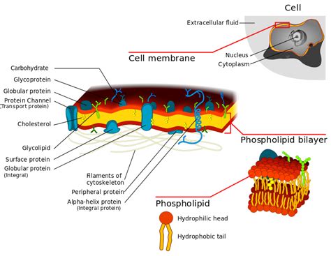 File:Cell membrane detailed diagram 3.svg - Wikimedia Commons