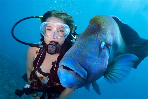 Outer Reef Certified Diving Day Trip from Cairns | Divers Den