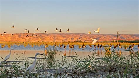 The bold and beautiful rewilding of Israel's wetlands - ISRAEL21c