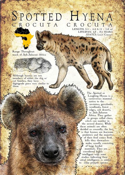 Spotted Hyena Poster Print / Infographic