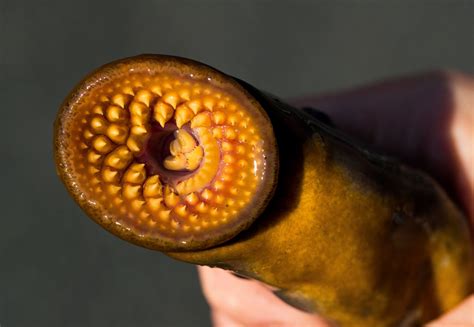 Scientists target sex pheromones to control bloodsucking sea lamprey in Great Lakes. | Boreal ...