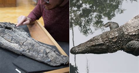 Mysterious crocodile fossil in Vietnam reveals vibrant 39-million-year history - Life