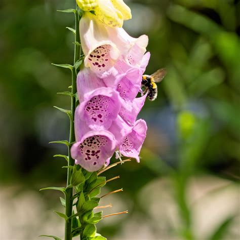 Busy Bee on a Foxglove - a photo on Flickriver