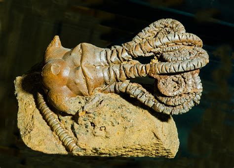 Crinoid Fossil Photograph by Millard H. Sharp | Fine Art America