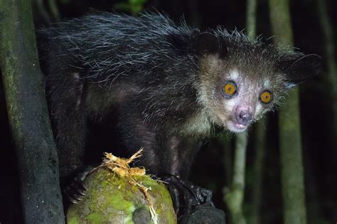 Aye Aye, Daubentonia madagascariensis in habitat, Antsinan… | Flickr